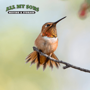 adult male rufous hummingbird