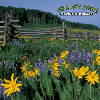 a field of wildflowers