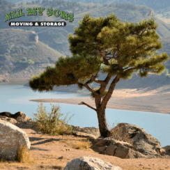 a tree along a poudre valley trail