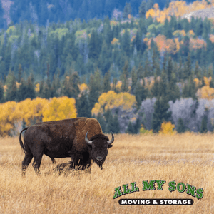 a Bison and her kit.