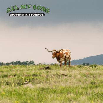 a red and white bull in a grassy green pasture in carrollton, texas