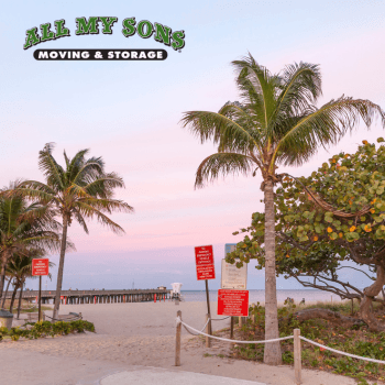 palm trees near pompano beach at dusk