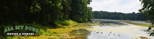 ducks in a pond lined by trees near clarksville, tennessee